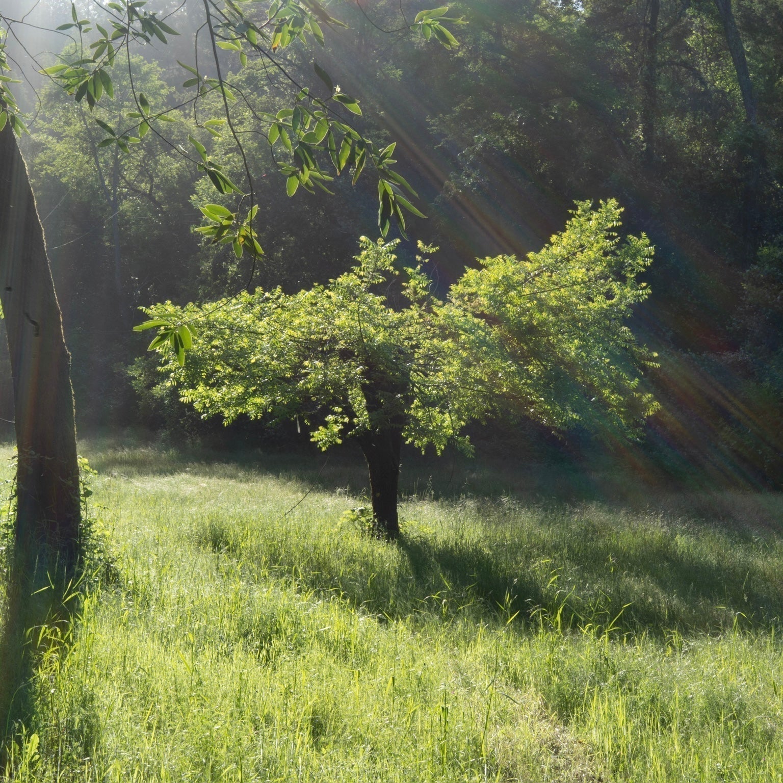 I am...Scent to Heal